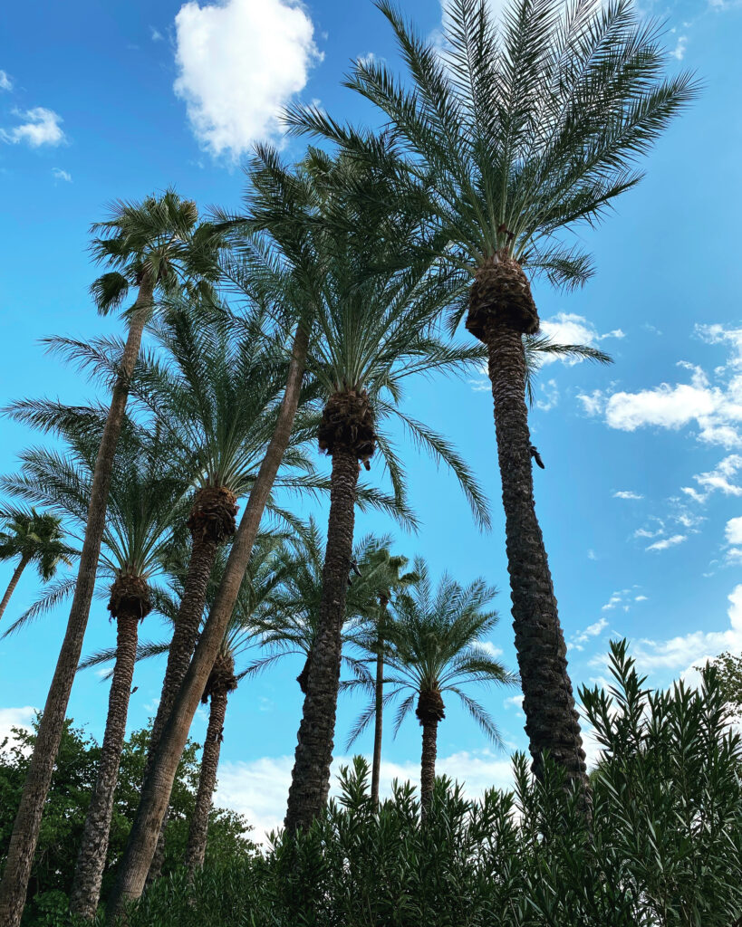 10 palm trees with a background of blue sky
